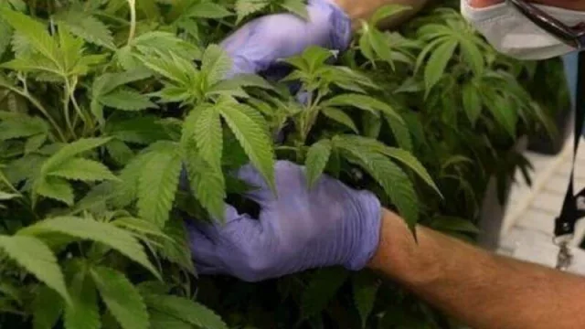 Por qué la producción de cannabis debería estar en agenda (la mirada de Pablo Fazio y los números que lo “respaldan”)