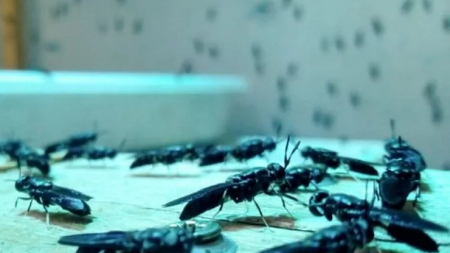 Moscas que ponen huevos y larvas que comen residuos: Procens, un proyecto disruptivo para la agroindustria