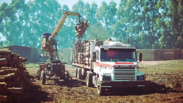 Corrientes: entraron en vigencia promociones y beneficios para la actividad forestal