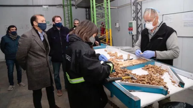 Neuquén exporta 20 toneladas de nueces a Europa (una alternativa productiva regional)