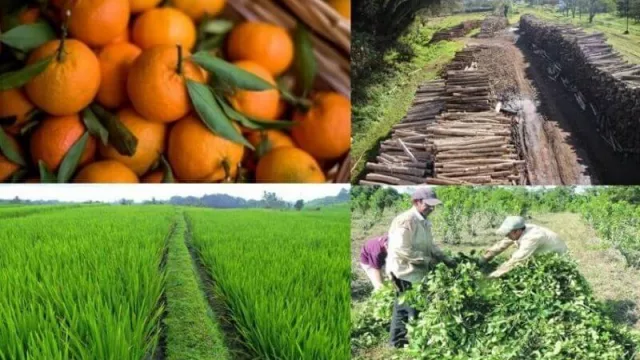 Corrientes presentó el desarrollo de las actividades productivas durante la pandemia