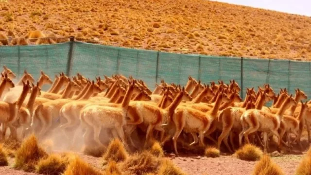 Jujuy planifica batir su récord de esquila sustentable de vicuñas en 2022