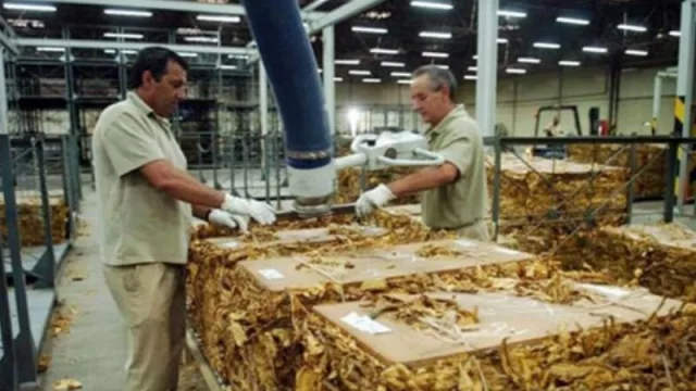 Tabacaleros y Massalin regresan a la actividad para ubicar 6 millones de kilos de tabaco