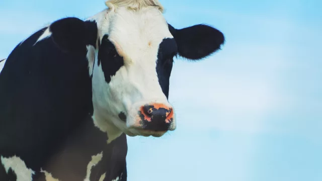 Cómo se forma el precio de un litro de leche (la explicación de Fada)