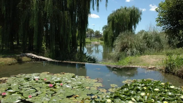 De basural a espacio educativo y de conservación vegetal: El Jardín Botánico cumple 21 años