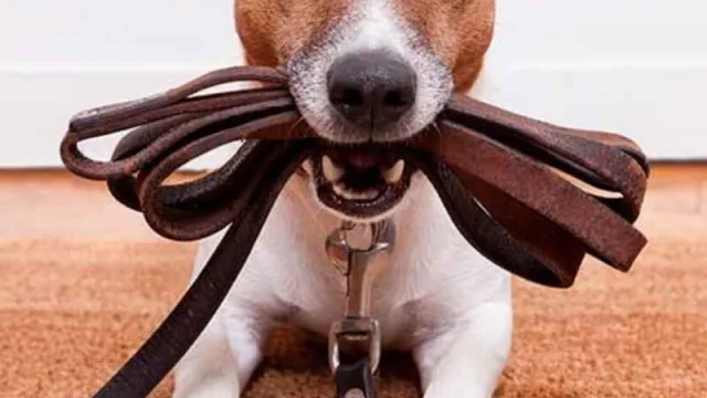 Atención: expertos aconsejan no dejar subir a perros y gatos a la cama y sillones durante la pandemia