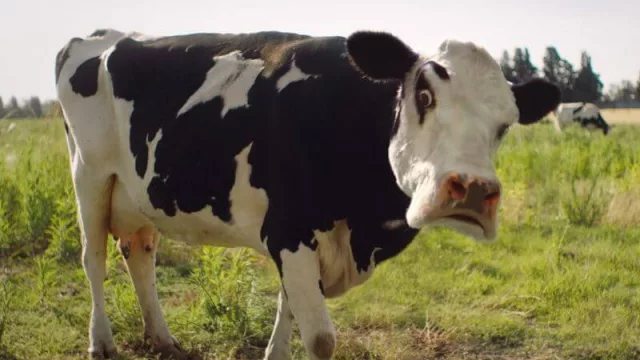 NotCo, la marca de Food Tech, lanza su primera campaña (by GUT)