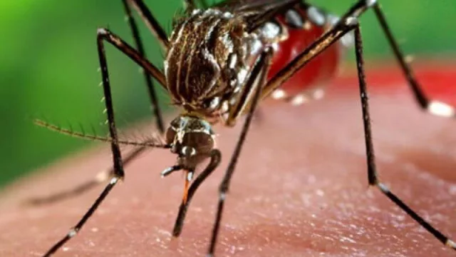 El sistema de salud de Córdoba es un mosquitero roto (cómo un caso de Dengue deambuló 15 días sin diagnóstico)