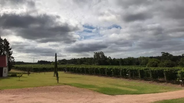 Viñedos de Bodega Bouza