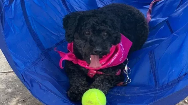 Mónica, una de las mascotas que pasó por el Dog Park de Eukanuba junto a su dueño.