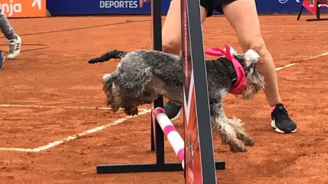 La Jauría, escuela argentina de destreza canina, realizó junto a Eukanuba una demostración de Agility en la previa de la final de Córdoba Open.