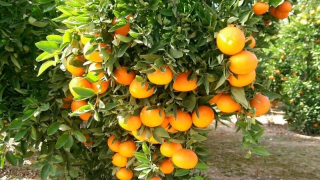 El INDEC dio a conocer el mapa frutícola del país (Corrientes y Formosa pisan fuerte)