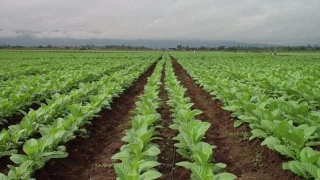 ¡Una buena! Acreditaron los $ 222 millones para el sector tabacalero de Jujuy