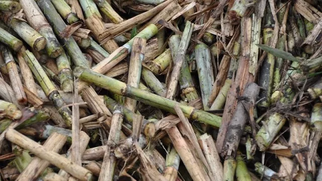 A pesar del clima, la zafra cerró con muy buenos rendimientos en Tucumán 