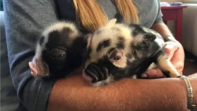 Vio la nota de los minipigs y dice...