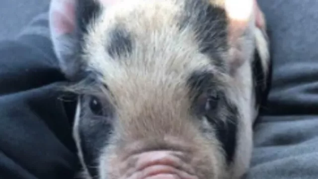 “Porky, Porky, Porky… vengan con papi, Porky” (ya se venden en Córdoba mini pigs como mascotas)