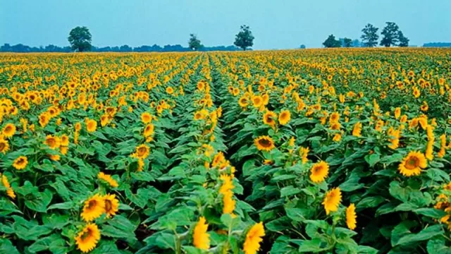El girasol, un cultivo en peligro por la caída del precio
