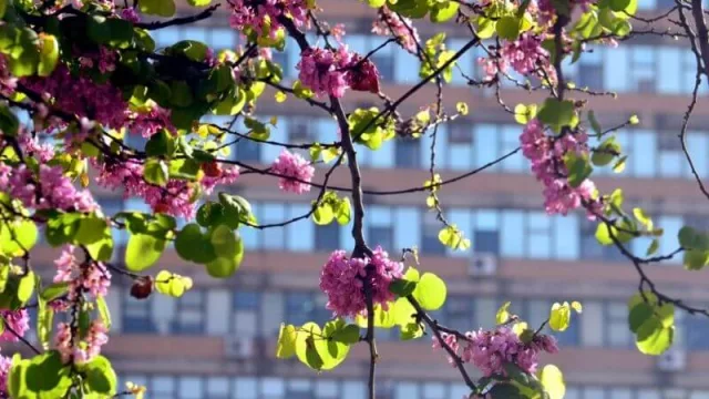 Cómo y qué árboles plantar en tu barrio