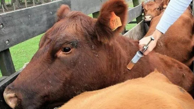 Vacunación Antiaftosa, un cambio de estrategia en Corrientes (definición de Senasa)