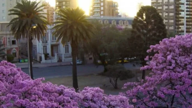 Plan Forestal Urbano: Llenemos de árboles la ciudad