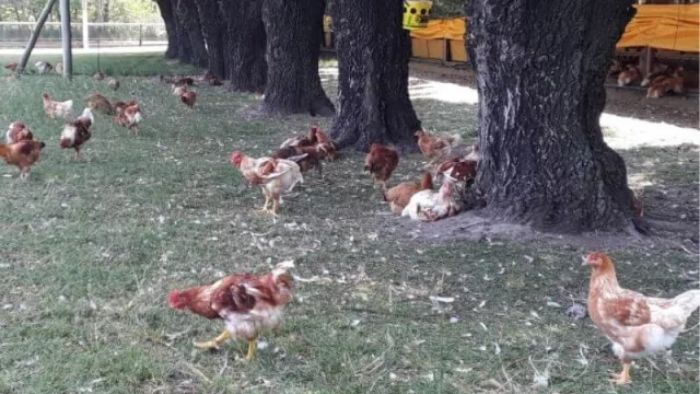 Cocorokeen, la primera granja (certificada) de pollos orgánicos: negocio y convicción