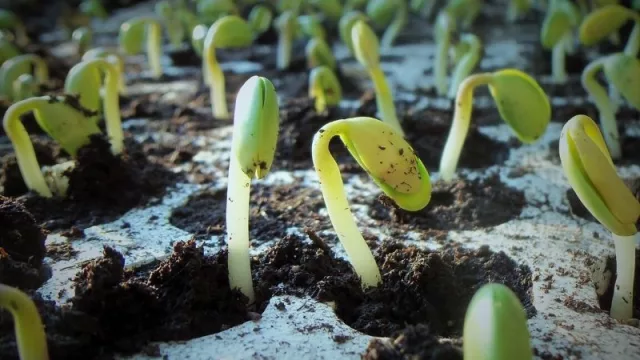 Soja: pocas lluvias no modifican las proyecciones de la zafra 2020 en Paraguay