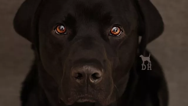 Firulais, diga “cheese”:  Doghome, el estudio de fotografía que ofrece sesiones de fotos para tu mascota