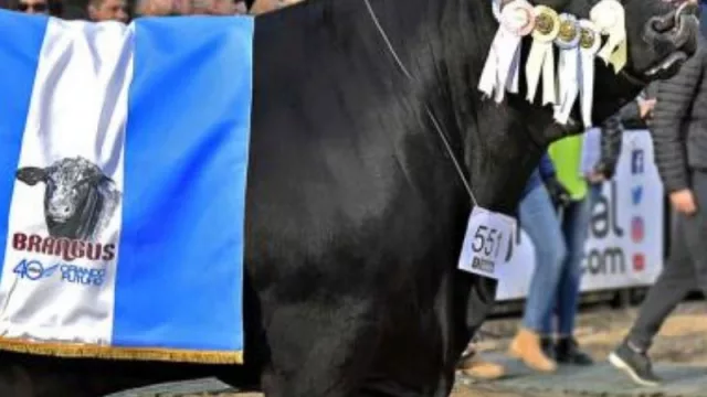 Toros cordobeses: los mejores del mundo (La Dominga de los Lauret y La Sultana de los Groppo)