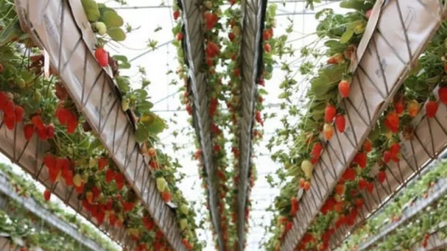 Hidroponía: una nueva forma para producir frutillas (innovación y sustentabilidad)