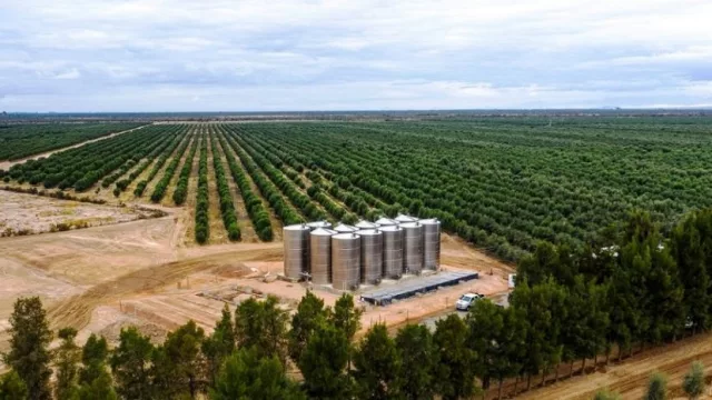 Solfrut ingresa al negocio de pistacho con una inversión de u$s 4 millones