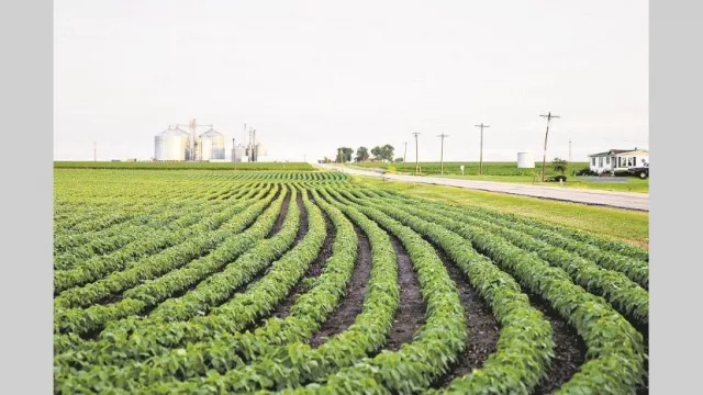 El clima ya preocupa al campo: primavera seca y ventosa complica al trigo y planes para la gruesa