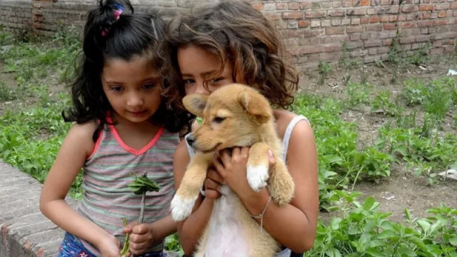 ¿Sabés cuántas mascotas hay en la ciudad? La Muni realizará una encuesta para saberlo