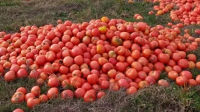 Por falta de demanda, productores correntinos tiran toneladas de tomates 