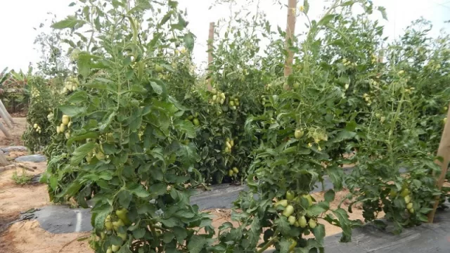 Injertos en el cultivo de tomates: la producción podría rendir hasta un 58% más