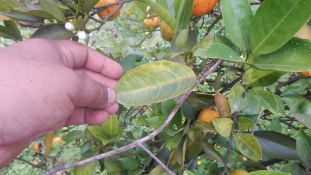 ¡Stop al HBL! Jujuy trabaja en la campaña de prevención de la enfermedad en cítricos