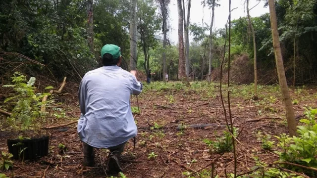 El INTA restaurará especies arbóreas de la selva pedemontana en las yungas jujeñas