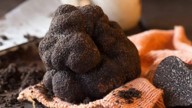 Época de trufas negras: el "diamante negro" que no cualquiera tiene en su cocina (puede costar hasta US$ 2.000 el kg)