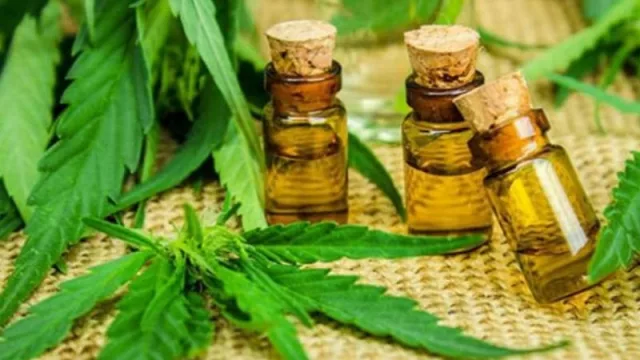 Nueva planta de cannabis medicinal en Uruguay (generará 600 puestos laborales)
