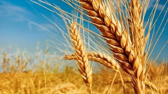 Bahía Blanca y la zona mantendrían el área sembrada con trigo y cebada