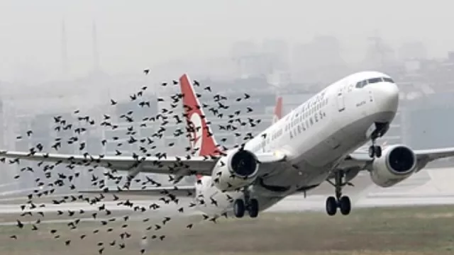 Un arte que no tiene el reconocimiento que merece: la cetrería, ¿la única solución a despegues y aterrizajes?