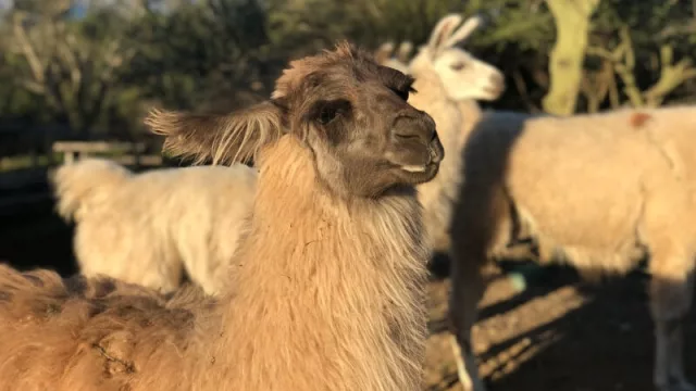La granja que complementa el concepto biodinámico del complejo