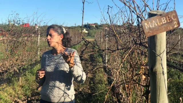 Florence explica cómo se cuida y hace producir un viñedo orgánico...