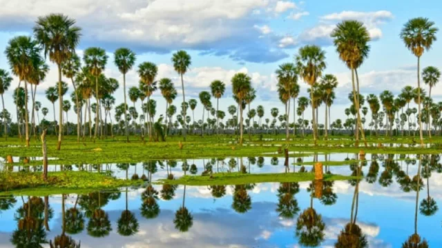 Bañado de La Estrella (Formosa) 