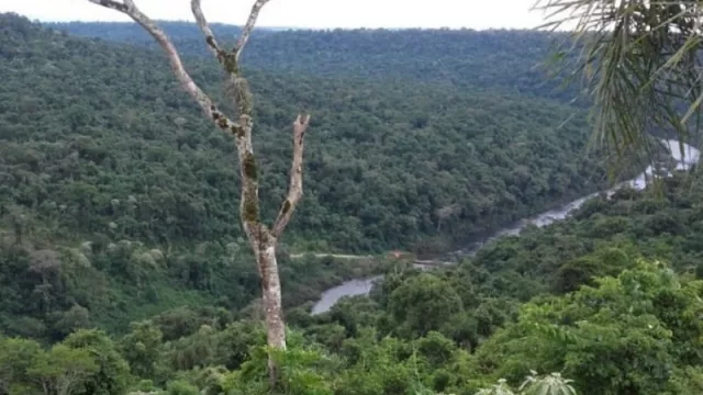 Selva Misionera (Misiones)