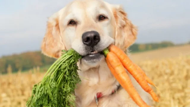 Agradecen el cariño y la compañía de sus mascotas