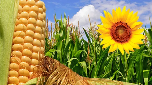 Productores de la región perciben hasta 13% menos del precio de pizarra local