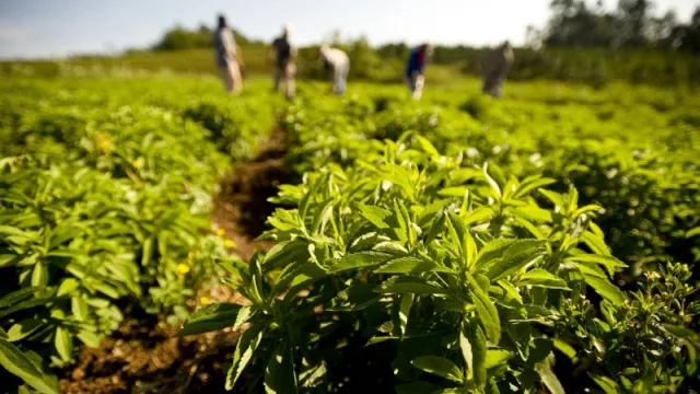 La demanda de stevia paraguaya aumenta, pero la producción no incrementa su volumen