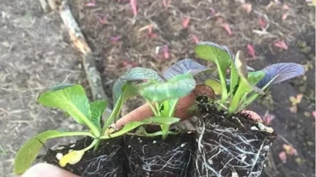 Del balcón, a tu mesa: 300 nuevas huertas urbanas por año en Córdoba