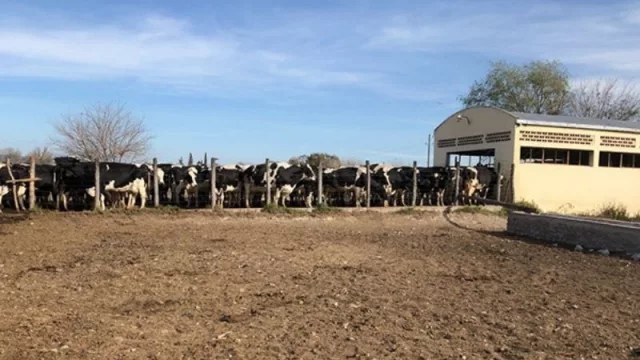 Orgullo tucumano: un proyecto productivo del IDEP ganó un concurso nacional (será financiado por ABJA)