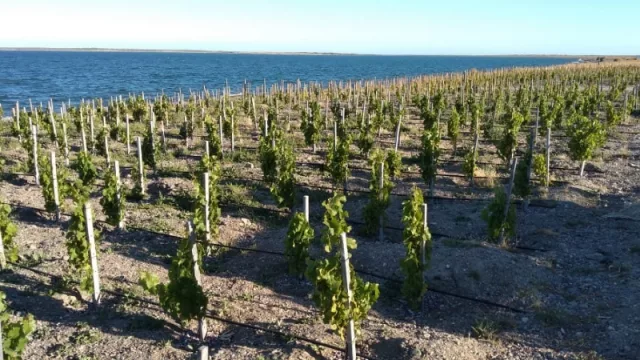 Matías Michelini plantó el primer viñedo en una playa de la Patagonia argentina